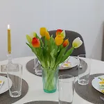 Tulip Dreamland