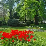 Tulip Dreamland