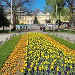 Tulip Dreamland