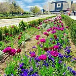 Tulip Dreamland Sofia