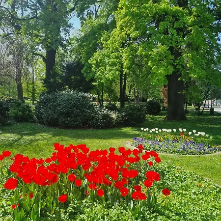 Tulip Dreamland