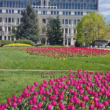 Tulip Dreamland Sofia