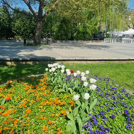 Tulip Dreamland