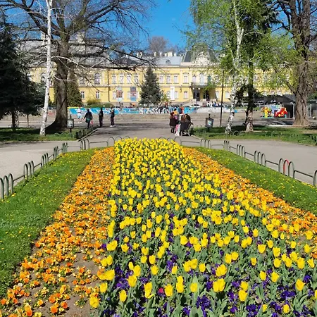 Tulip Dreamland