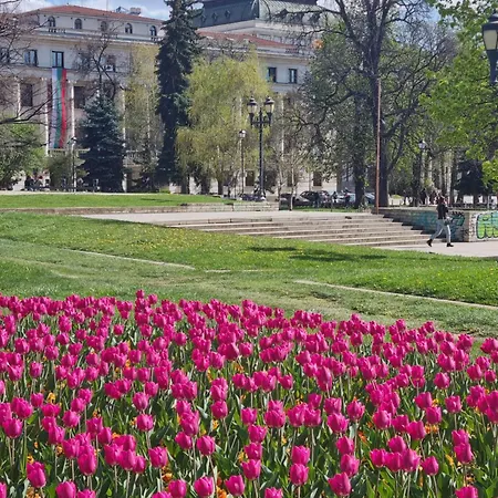 Tulip Dreamland
