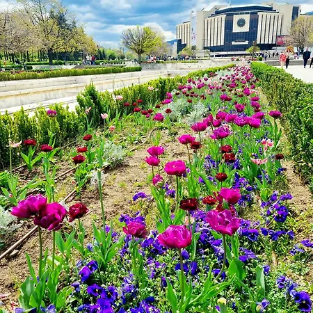 Tulip Dreamland 소피아