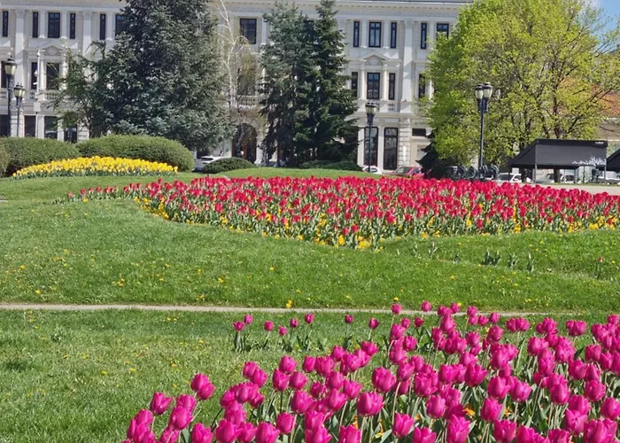 Tulip Dreamland Sofie