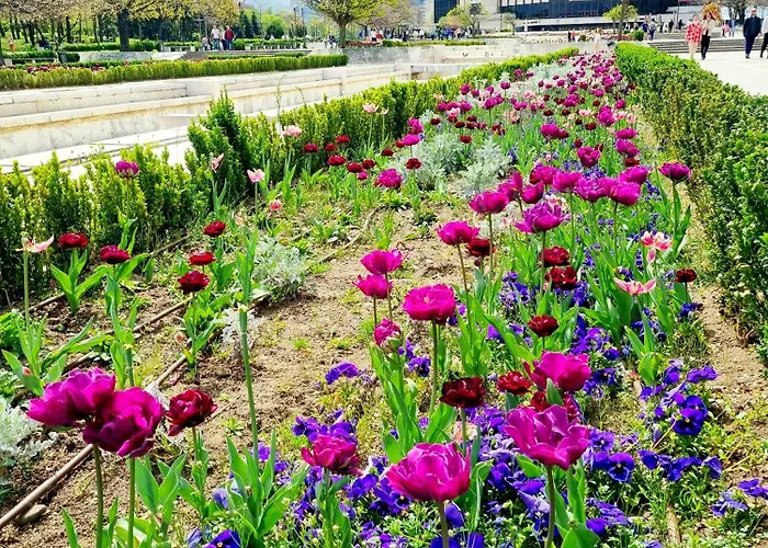 Tulip Dreamland Sofia